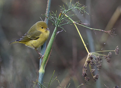 Yellow Warbler (Northern)