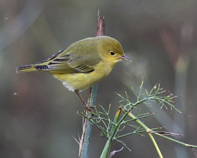 Yellow Warbler (Northern)