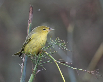 Yellow Warbler (Northern)