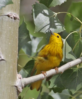 Yellow Warbler (Northern)
