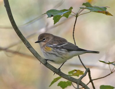 Yellow-rumped Warbler (Myrtle)