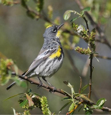 Yellow-rumped Warbler (Audubon's)