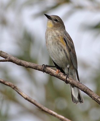 Yellow-rumped Warbler (Audubon's)