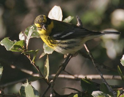 Townsend's Warbler