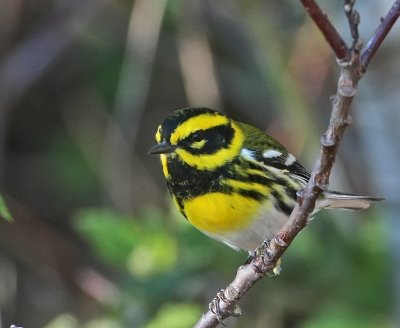 Townsend's Warbler