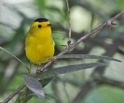 Wilson's Warbler