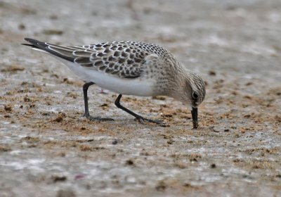 Baird's Sandpiper