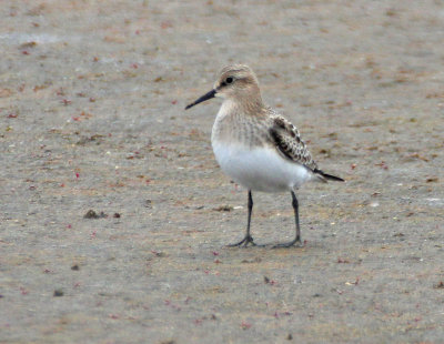 Baird's Sandpiper