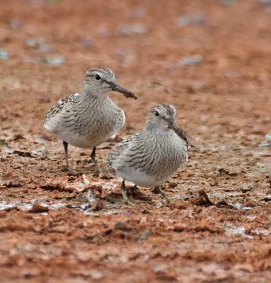 Pectoral Sandpiper