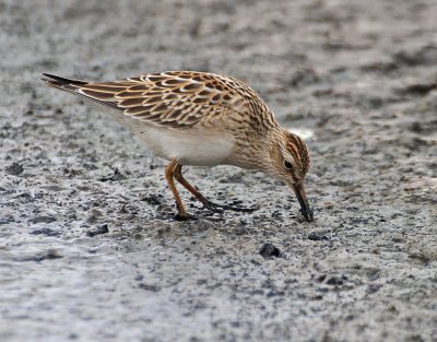 Pectoral Sandpiper