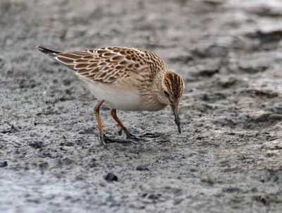 Pectoral Sandpiper