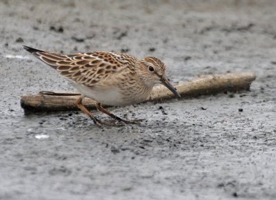 Pectoral Sandpiper