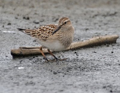 Pectoral Sandpiper