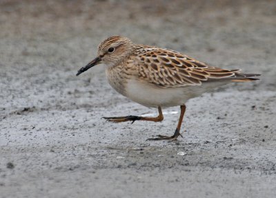 Pectoral Sandpiper