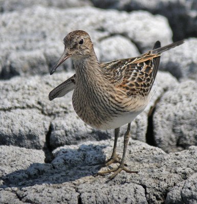 Pectoral Sandpiper