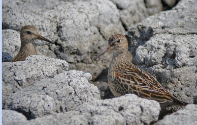 Pectoral Sandpiper