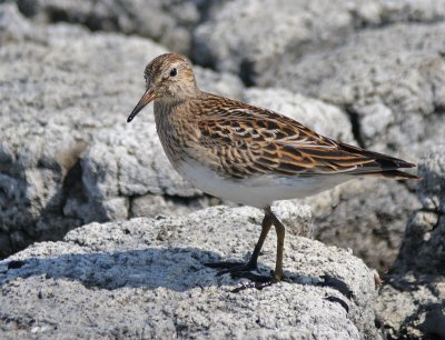 Pectoral Sandpiper