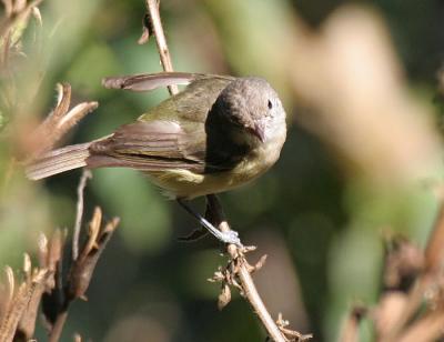 g4/58/287858/3/51840281.051105BellsVireo2883.jpg