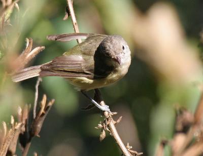 Bell's Vireo