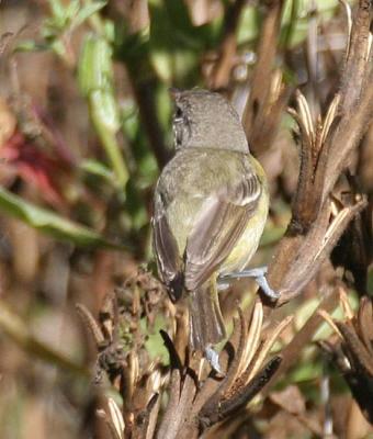 g4/58/287858/3/51840284.051105BellsVireo2875.jpg