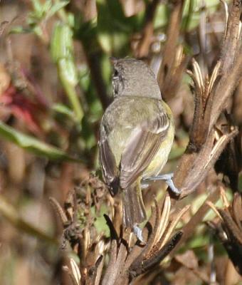 Bell's Vireo