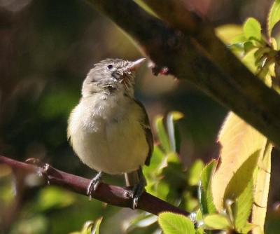 Bell's Vireo