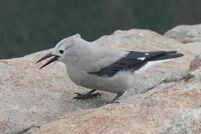 Clark's Nutcracker