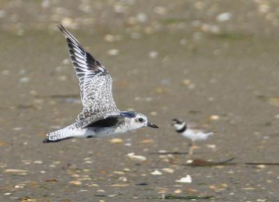 Black-bellied Plover