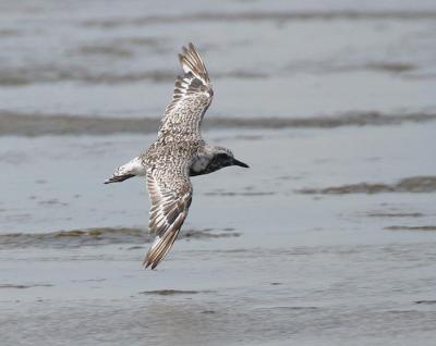 Black-bellied Plover