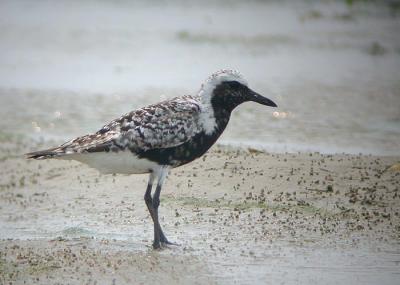 g4/58/287858/3/52084799.050813BlackbelliedPlover0117.jpg