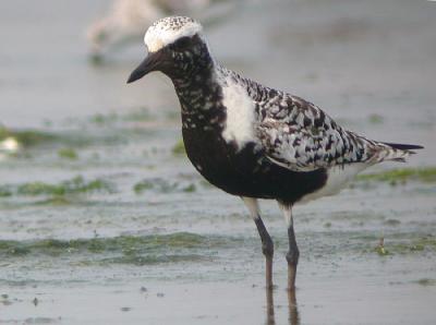 Black-bellied Plover