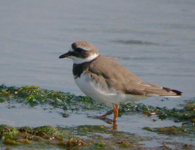 Common Ringed Plover