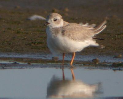 Piping Plover