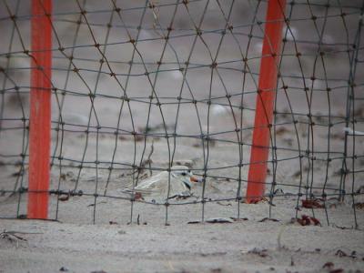 Piping Plover in Nest Exclosure