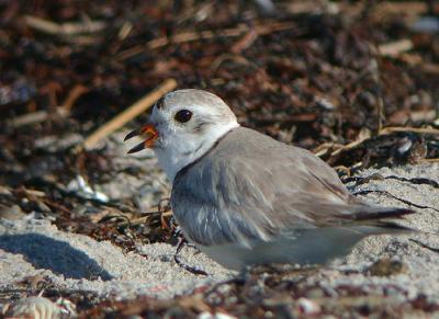 Piping Plover