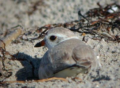 Piping Plover