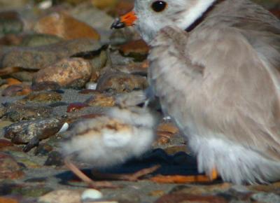 Piping Plover