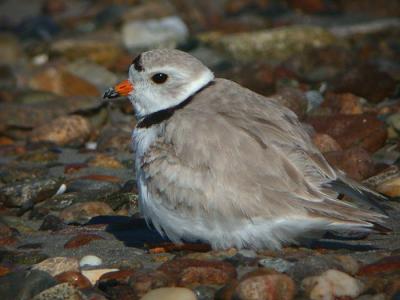 Piping Plover