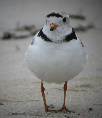 Piping Plover