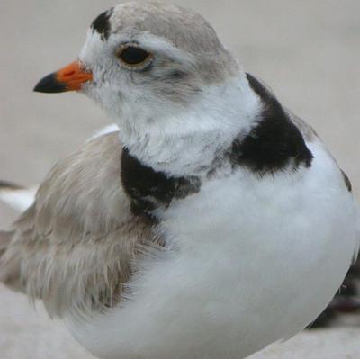 Piping Plover