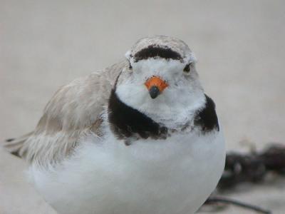 Piping Plover