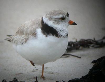 Piping Plover