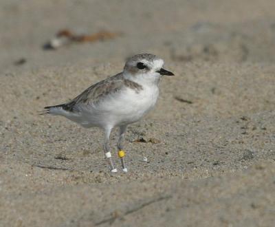 Snowy Plover