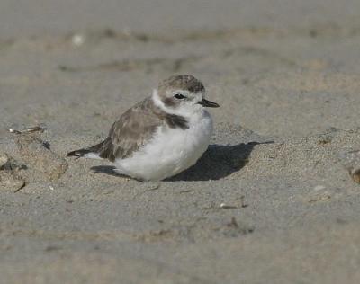 Snowy Plover