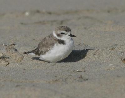 Snowy Plover