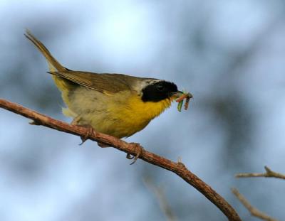 Common Yellowthroat (other forms)