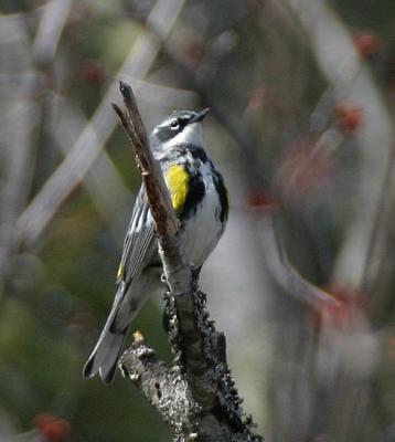 Yellow-rumped Warbler