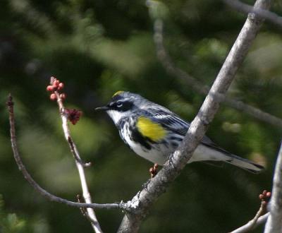 Yellow-rumped Warbler (Myrtle)