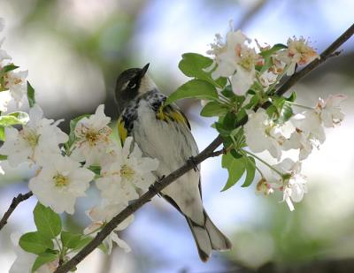 Yellow-rumped Warbler (Myrtle)