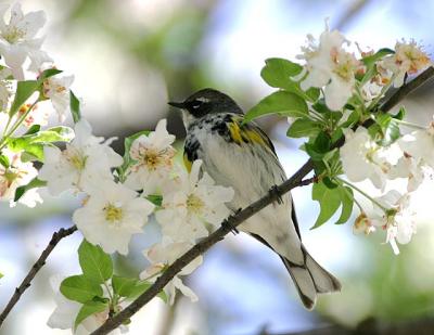 Yellow-rumped Warbler (Myrtle)